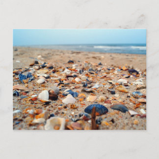 Postale Coquillages sur la carte de poste de plage