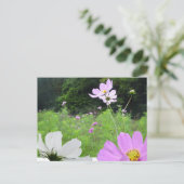 Postale Cosmea, Fleurs sauvages Champ do-it-yourself Carte (Debout devant)