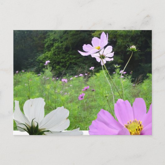 Postale Cosmea, Fleurs sauvages Champ do-it-yourself Carte (Devant)