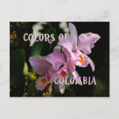 Postale Couleurs de la Colombie Cattleya Orchid Carte post (Devant)