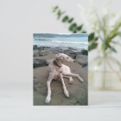 Postale Crème Greyhound Chien Chien Blanc carte pour notes (Debout devant)