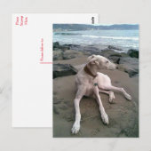 Postale Crème Greyhound Chien Chien Blanc carte pour notes (Devant / Derrière)