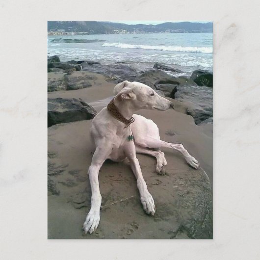 Postale Crème Greyhound Chien Chien Blanc carte pour notes (Devant)