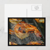 Postale Crevettes sur la carte de recette (Devant / Derrière)