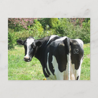 Postale Curious Cow Numéro 52 est de regarder carte postal