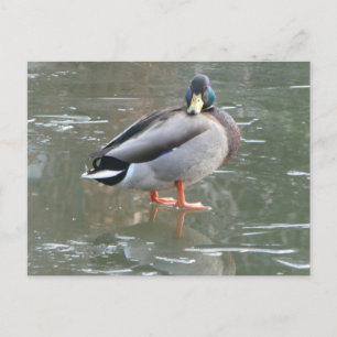 Postale Cute canard mâle sur glace do-it-yourself carte po