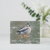 Postale Cute canard mâle sur glace do-it-yourself carte po (Debout devant)