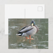 Postale Cute canard mâle sur glace do-it-yourself carte po (Devant / Derrière)