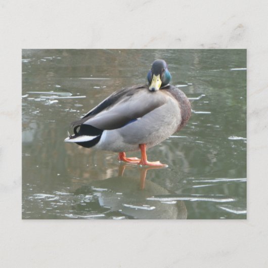Postale Cute canard mâle sur glace do-it-yourself carte po (Devant)