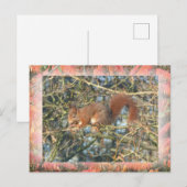 Postale Cute écureuil en arbre avec do-it-yourself carte p (Devant / Derrière)