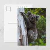 Postale Cute Koala escalade un arbre Australie Carte posta (Devant / Derrière)