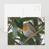 Postale Cute Robin & Feuilles verts do-it-yourself carte p (Devant / Derrière)
