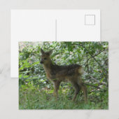 Postale Cute Roe Deer dans la Forrest do-it-yourself carte (Devant / Derrière)