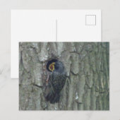 Postale Cute Starling avec Youngling do-it-yourself carte  (Devant / Derrière)