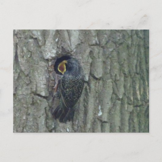 Postale Cute Starling avec Youngling do-it-yourself carte  (Devant)