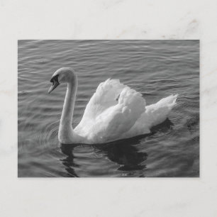 Postale Cygne. Roath Park Lake, Cardiff, Wales B&W Carte p