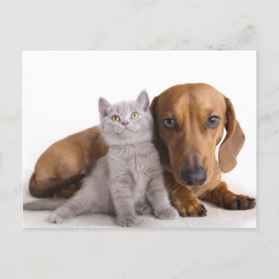 Postale Dachshund Chien Chien Chien et Kitten Carte Postal