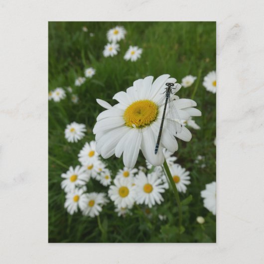 Postale Daisers Fermer & Damselfly do-it-yourself carte po (Devant)