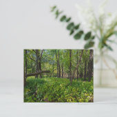 Postale dans la forêt à fort snelling state park carte pos (Debout devant)