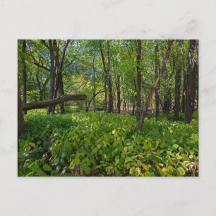 Postale dans la forêt à fort snelling state park carte pos