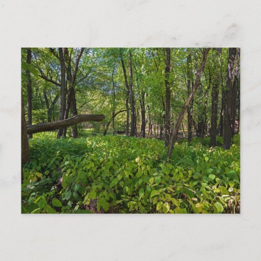 Postale dans la forêt à fort snelling state park carte pos (Devant)