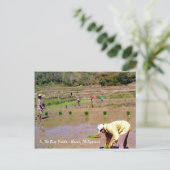 Postale Dans Les Champs De Riz - Ilocos, Philippines Carte (Debout devant)