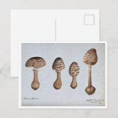 Postale Dessin vintage des champignons Parasol Carte posta (Devant / Derrière)