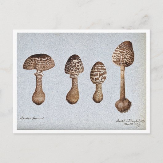 Postale Dessin vintage des champignons Parasol Carte posta (Devant)
