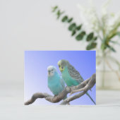 Postale Deux Beaux Bute Budgerigar do-it-yourself Carte Po (Debout devant)