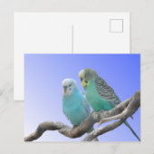 Postale Deux Beaux Bute Budgerigar do-it-yourself Carte Po (Devant / Derrière)