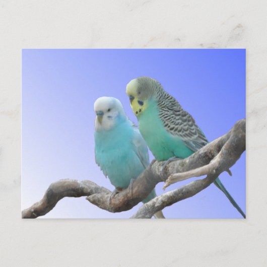 Postale Deux Beaux Bute Budgerigar do-it-yourself Carte Po (Devant)