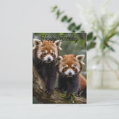 Postale Deux bébés pandas roux, carte d'anniversaire (Debout devant)