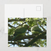 Postale Deux Jolies perruches à Rose do-it-yourself carte (Devant / Derrière)