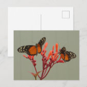 Postale Deux papillons blancs orange do-it-yourself carte  (Devant / Derrière)