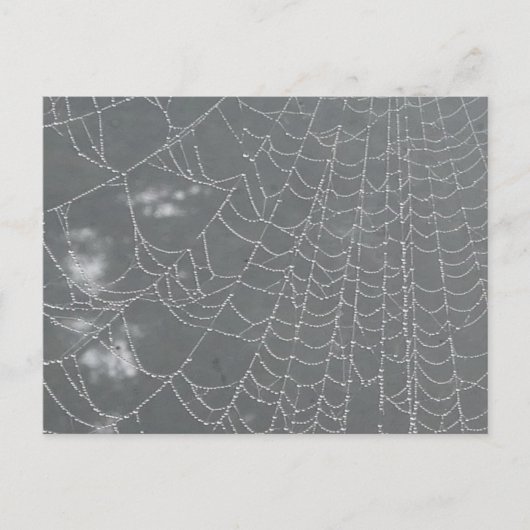 Postale Dew laisse tomber Spider Web do-it-yourself carte  (Devant)