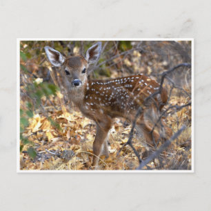 Postale Douce petite faon cerf dans les bois photo carte p