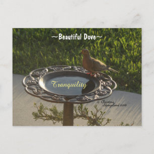 Postale Dove oiseau Birdbath tranquillité Spiegeland Carte