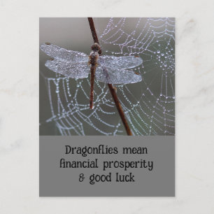 Postale Dragonfly Dragonflies Signification carte