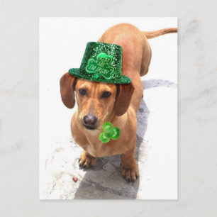 Postale Embrasse-moi Je suis irlandais Dachshund carte pos