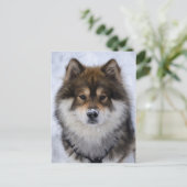 Postale Eurasier, carte de voeux pour chien (Debout devant)