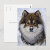 Postale Eurasier, carte de voeux pour chien (Devant / Derrière)