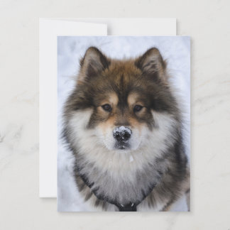 Postale Eurasier, carte de voeux pour chien