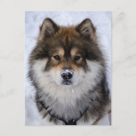 Postale Eurasier, carte de voeux pour chien (Devant)