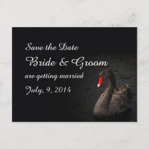 Postale Faire-part Carte de préavis Black Swan