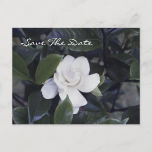 Postale Faire-part Carte de rendez-vous Enchanting Gardenia