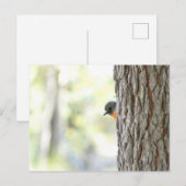 Postale Faire-part Carte Robin Peeping Bush (Devant / Derrière)