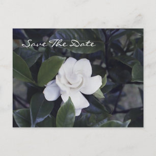 Postale Faire-part Enchanter Gardenia Enregistrer La Date Carte Posta