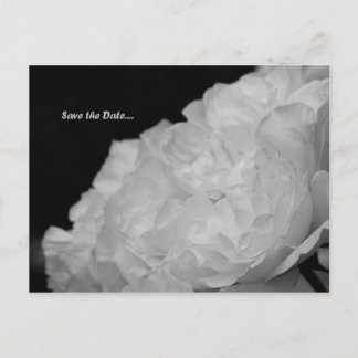 Postale Faire-part Enregistrer la date Elegant Rose blanche carte pos
