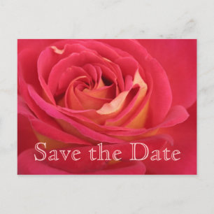 Postale Faire-part Rose Enregistrer la date 30e Anniversaire Carte po