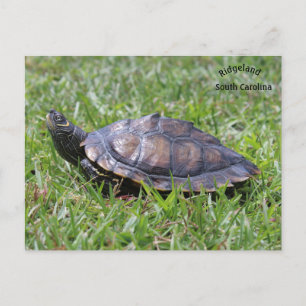 Postale Fausse carte Turtle Ridgeland Sc